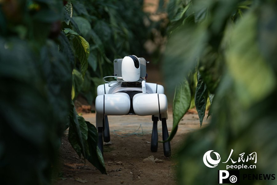 powered robotic dogs 