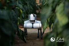 powered robotic dogs 'take over' inspections at vegetable production base in Shouguang, E China's Shandong