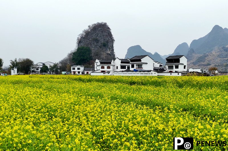 In pics: Blooming rapeseed flowers in S China