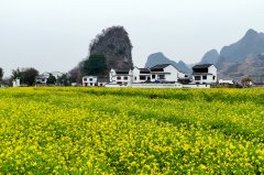 In pics: Blooming rapeseed flowers in S China's Guangxi