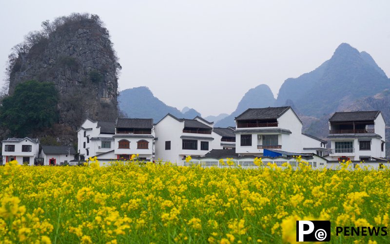 In pics: Blooming rapeseed flowers in S China