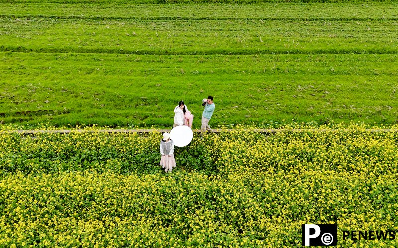 In pics: Blooming rapeseed flowers in S China