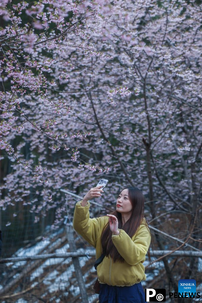 In pics: cherry blossoms in Datang Village of Jiande City, China