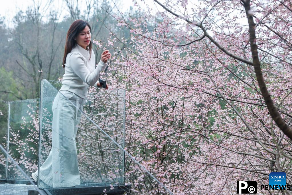 In pics: cherry blossoms in Datang Village of Jiande City, China