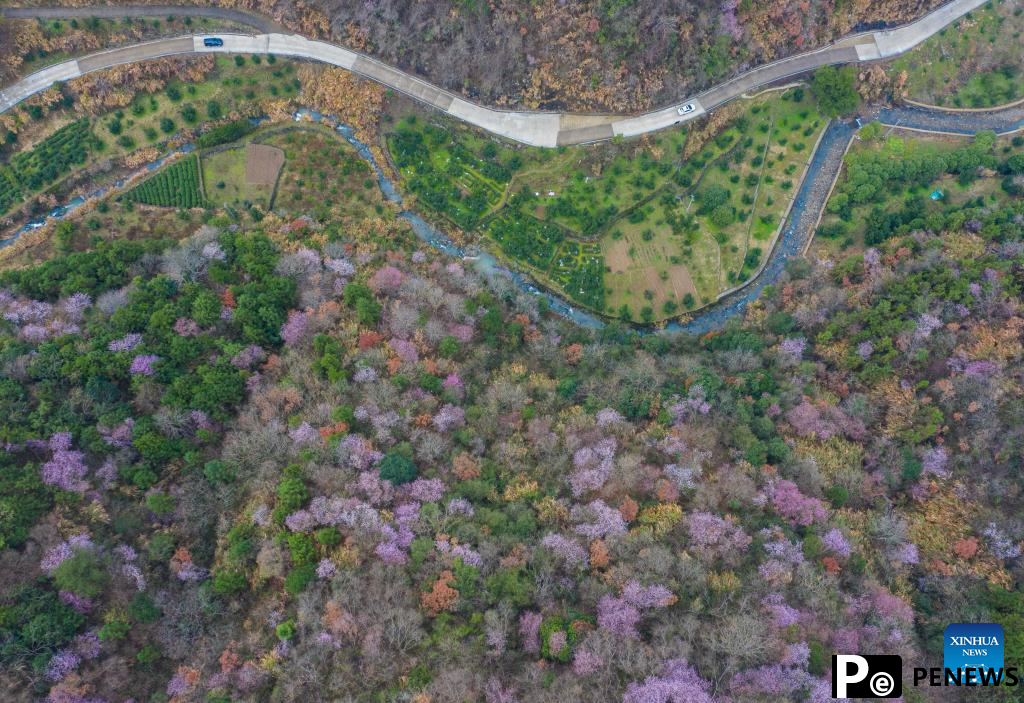 In pics: cherry blossoms in Datang Village of Jiande City, China