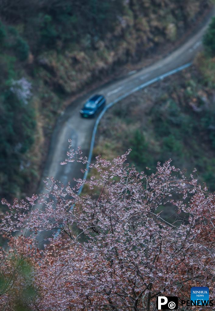 In pics: cherry blossoms in Datang Village of Jiande City, China