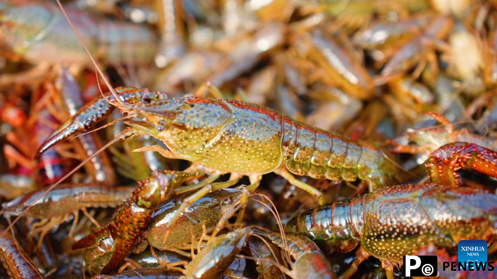 Crayfish industry boosts rural revitalization in Xuyi County, E China