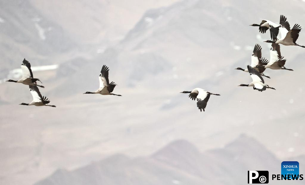 Black-necked cranes overwinter in Lhunzhub County of Lhasa, China
