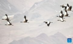 Black-necked cranes overwinter in Lhunzhub County of Lhasa, China's Xizang