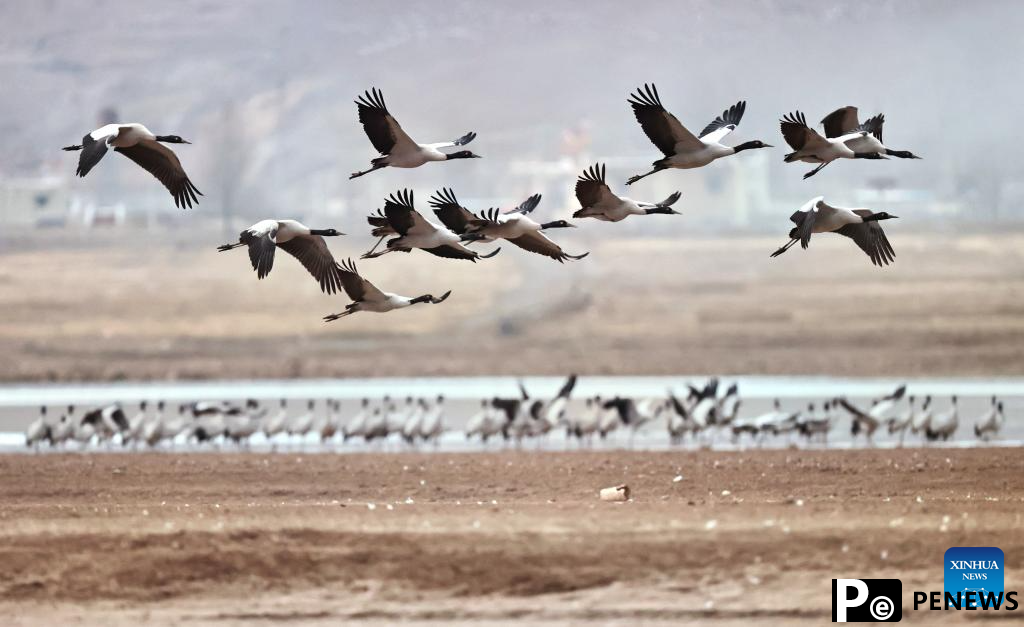 Black-necked cranes overwinter in Lhunzhub County of Lhasa, China