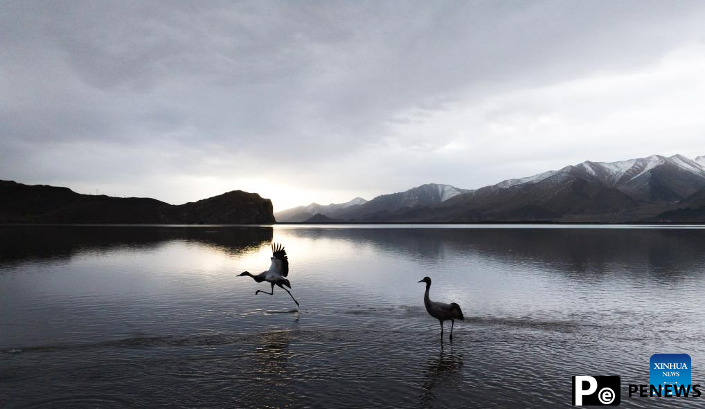 Black-necked cranes overwinter in Lhunzhub County of Lhasa, China