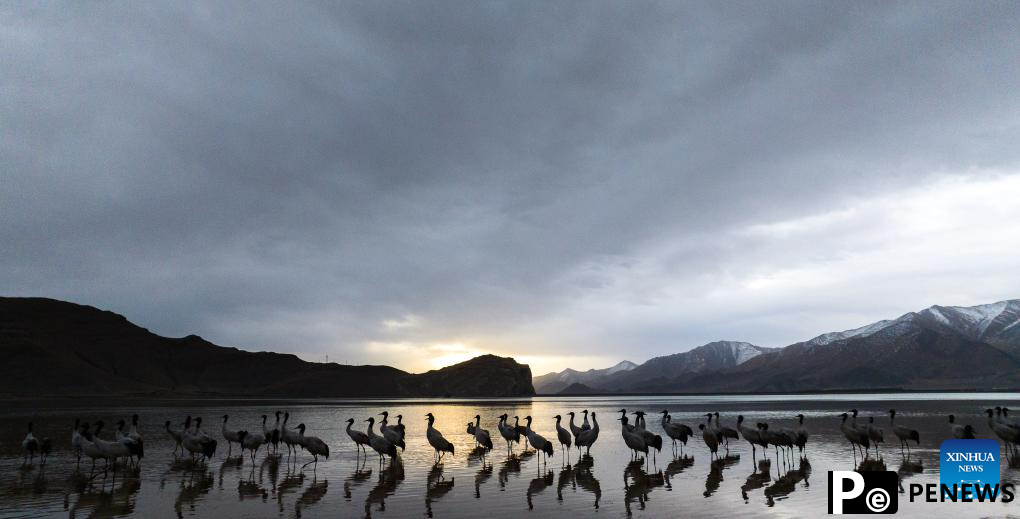 Black-necked cranes overwinter in Lhunzhub County of Lhasa, China