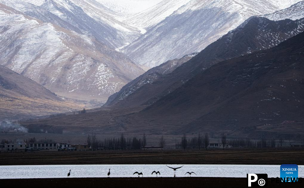 Black-necked cranes overwinter in Lhunzhub County of Lhasa, China