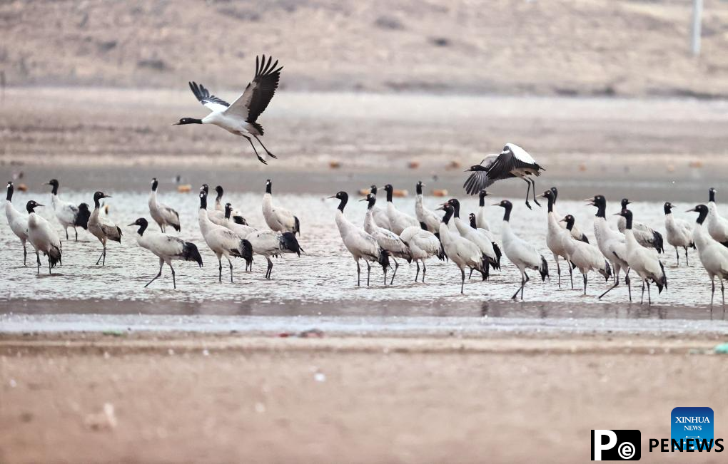 Black-necked cranes overwinter in Lhunzhub County of Lhasa, China