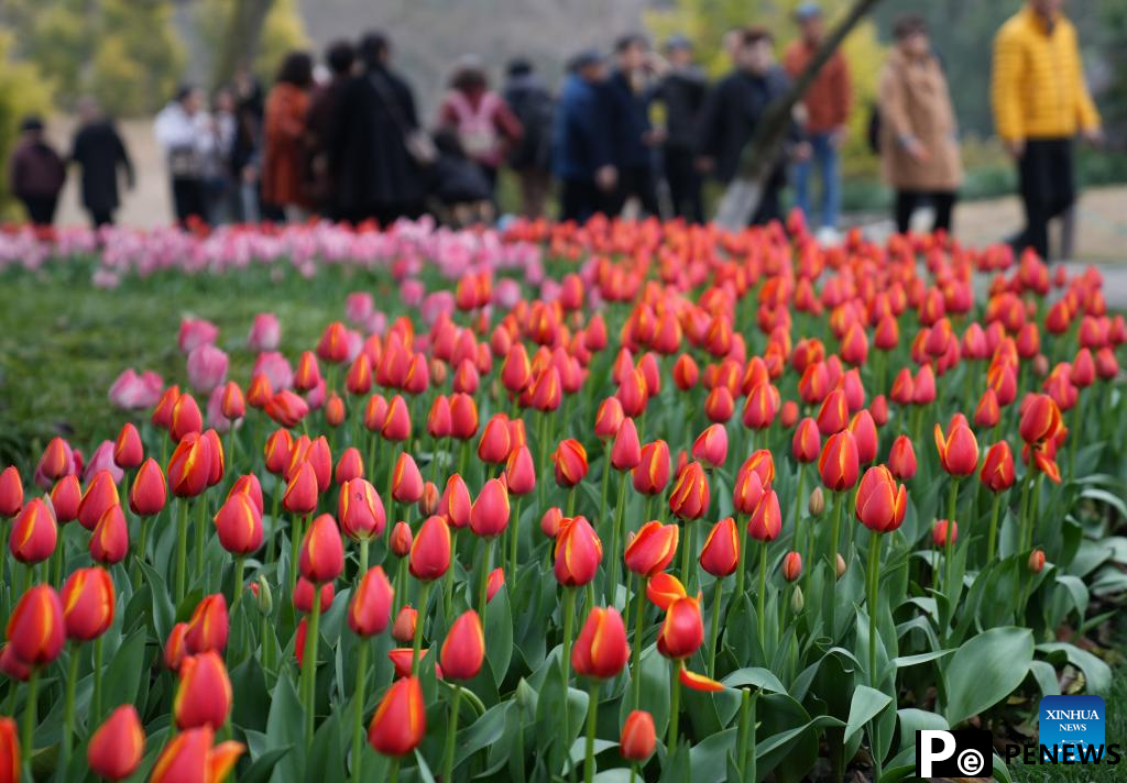 Tourists enjoy spring blossoms in Hangzhou, E China