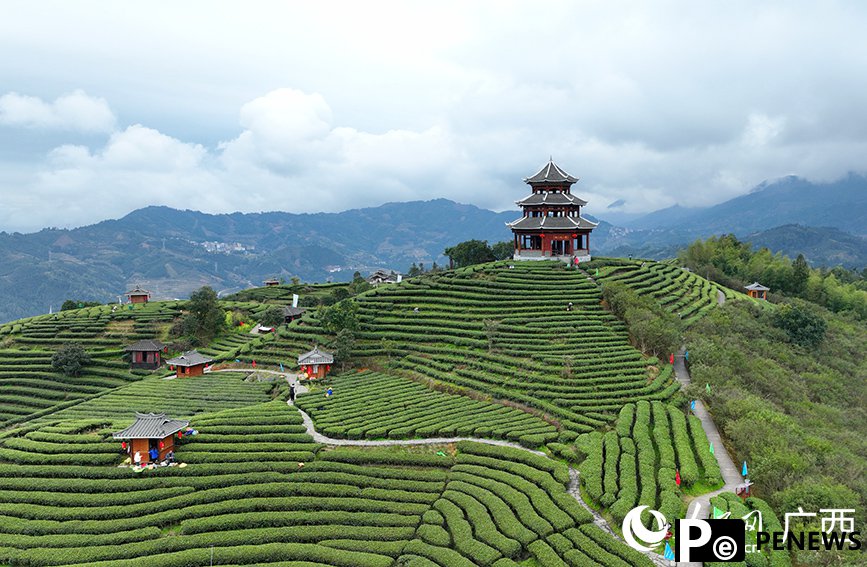 Tea tourism gains traction in Sanjiang Dong Autonomous County, S China