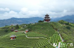 Tea tourism gains traction in Sanjiang Dong Autonomous County, S China's Guangxi