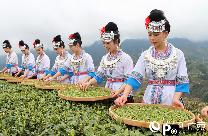 Tea tourism gains traction in Sanjiang Dong Autonomous County, S China