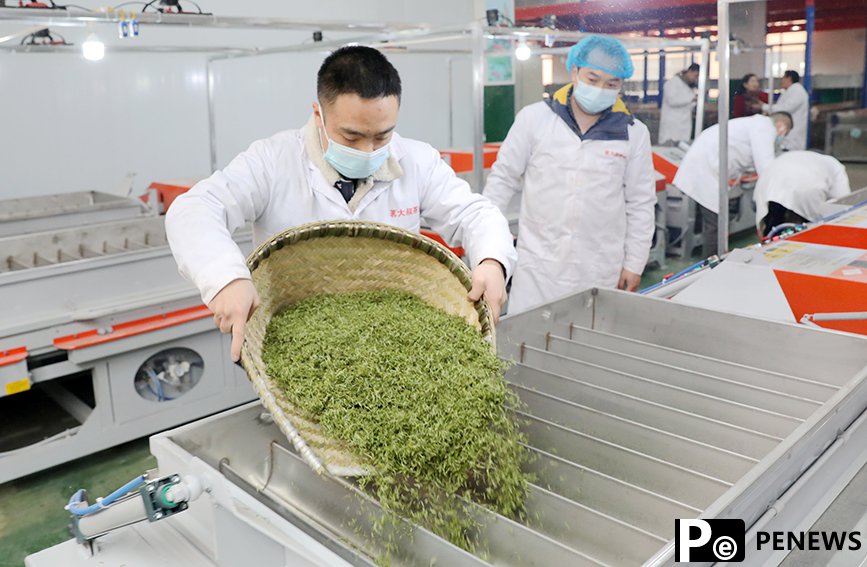 Tea tourism gains traction in Sanjiang Dong Autonomous County, S China