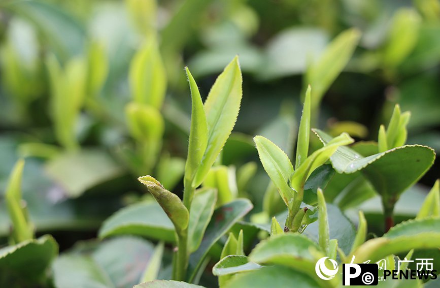 Tea tourism gains traction in Sanjiang Dong Autonomous County, S China