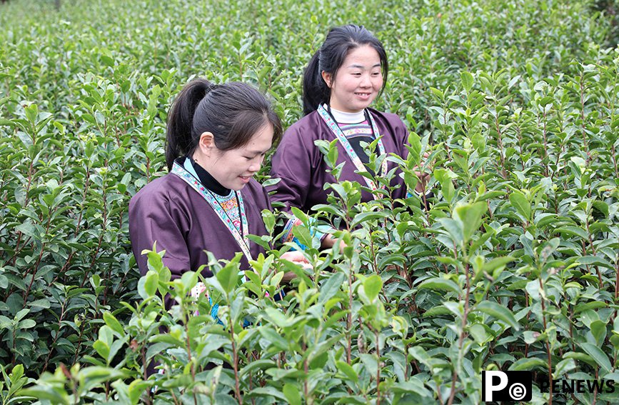 Tea tourism gains traction in Sanjiang Dong Autonomous County, S China