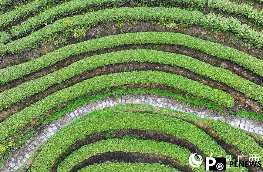 Tea tourism gains traction in Sanjiang Dong Autonomous County, S China