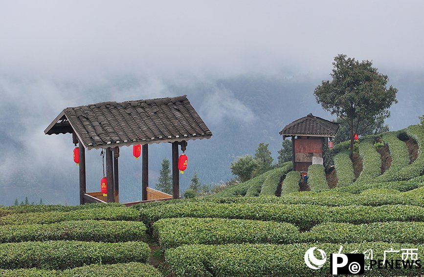 Tea tourism gains traction in Sanjiang Dong Autonomous County, S China