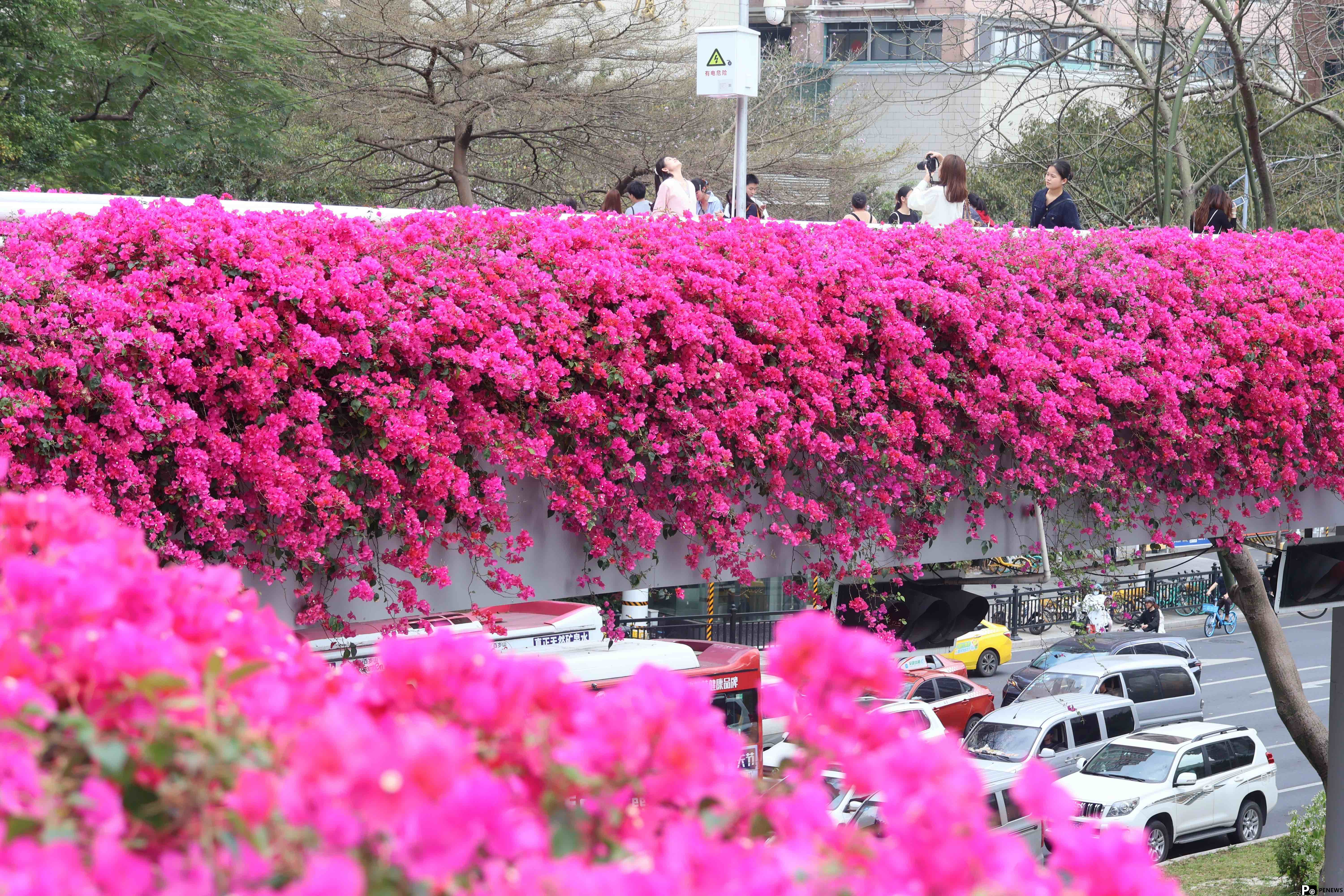 In pics: Blooming bougainvillea turn pedestrian bridges into ＂sky gardens＂ in S China