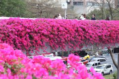 In pics: Blooming bougainvillea turn pedestrian bridges into ＂sky gardens＂ in S China's Guangzhou