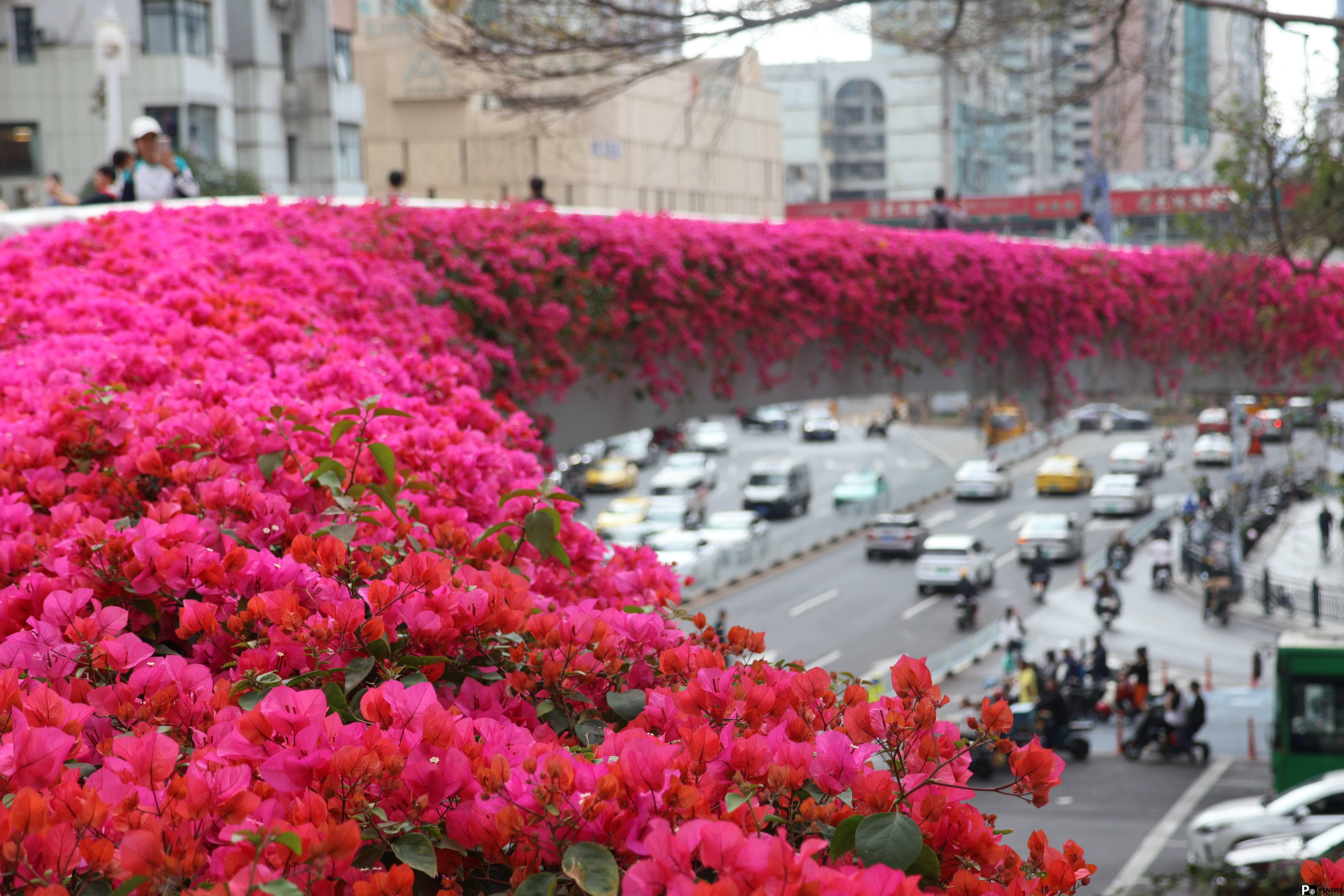 In pics: Blooming bougainvillea turn pedestrian bridges into ＂sky gardens＂ in S China