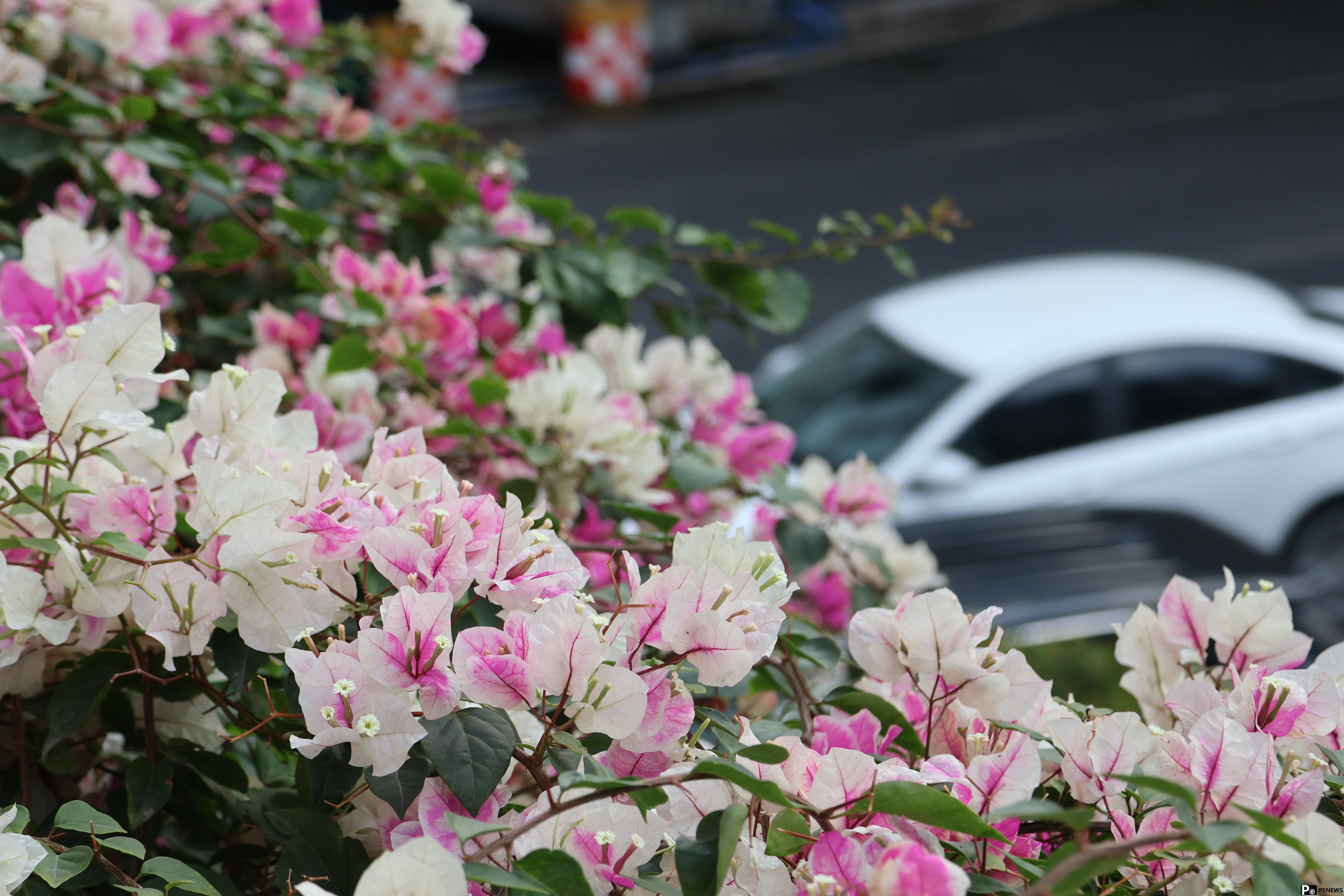 In pics: Blooming bougainvillea turn pedestrian bridges into ＂sky gardens＂ in S China