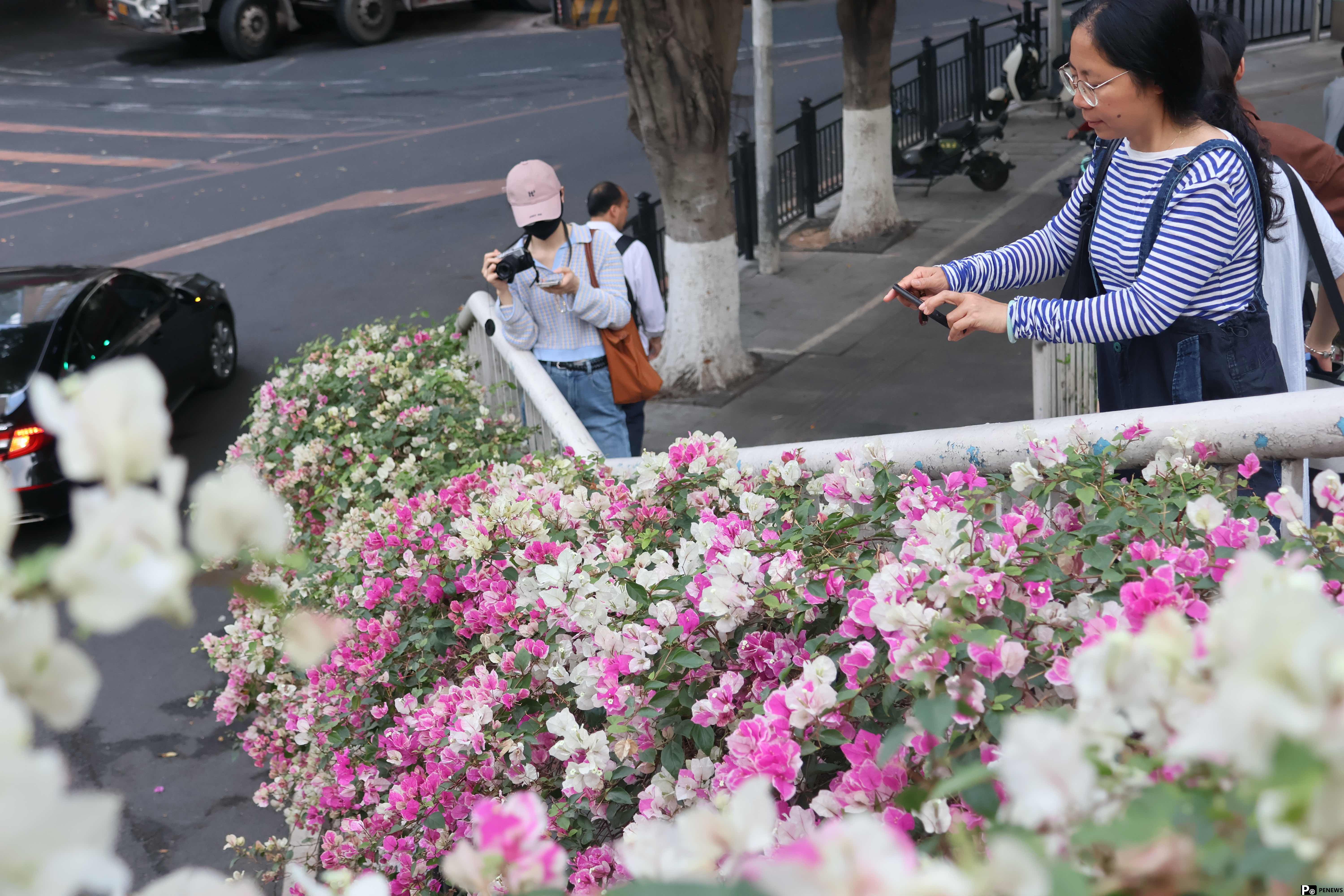 In pics: Blooming bougainvillea turn pedestrian bridges into ＂sky gardens＂ in S China