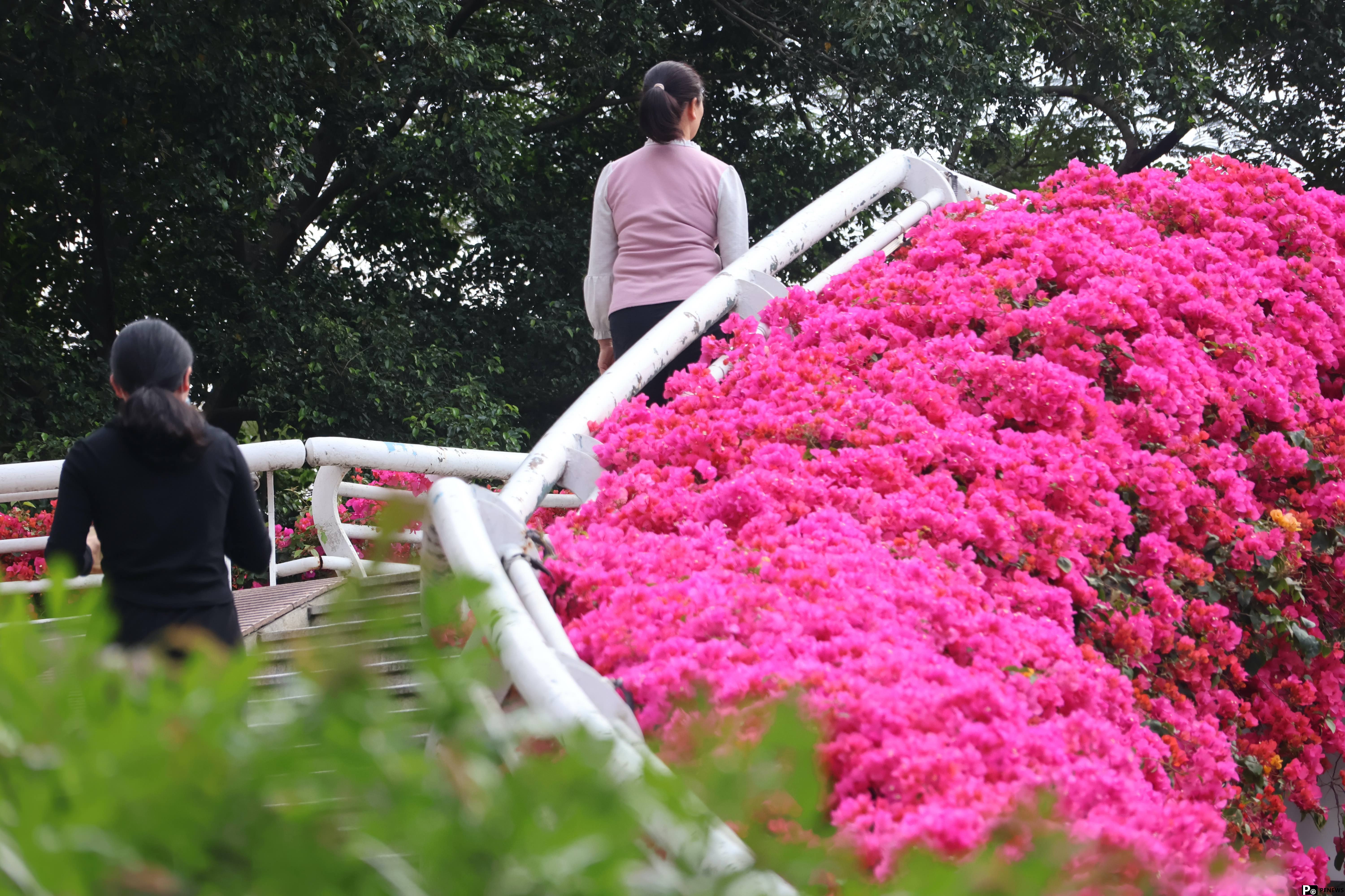 In pics: Blooming bougainvillea turn pedestrian bridges into ＂sky gardens＂ in S China