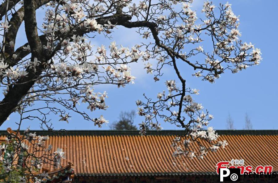 Blooming Magnolia flowers bring spring to ancient temple