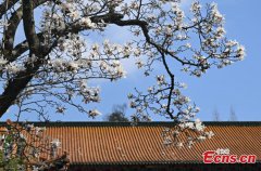 Blooming Magnolia flowers bring spring to ancient temple