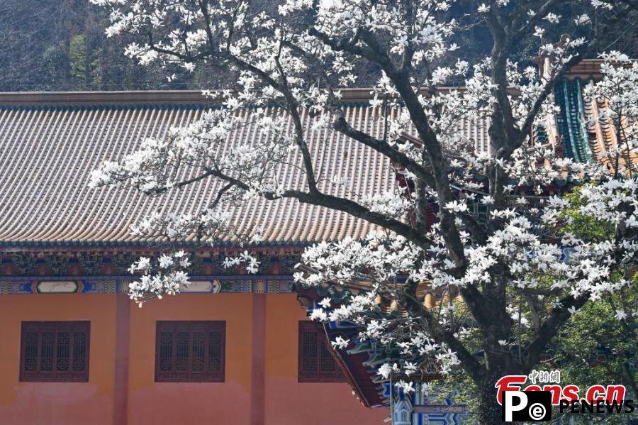 Blooming Magnolia flowers bring spring to ancient temple