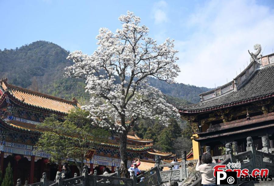 Blooming Magnolia flowers bring spring to ancient temple