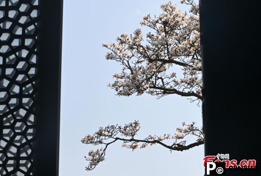 Blooming Magnolia flowers bring spring to ancient temple