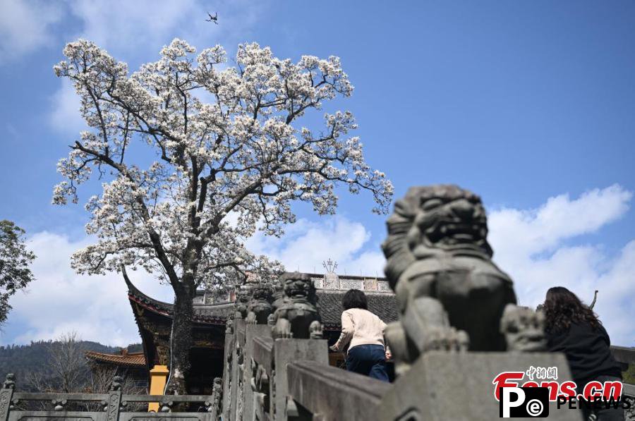 Blooming Magnolia flowers bring spring to ancient temple