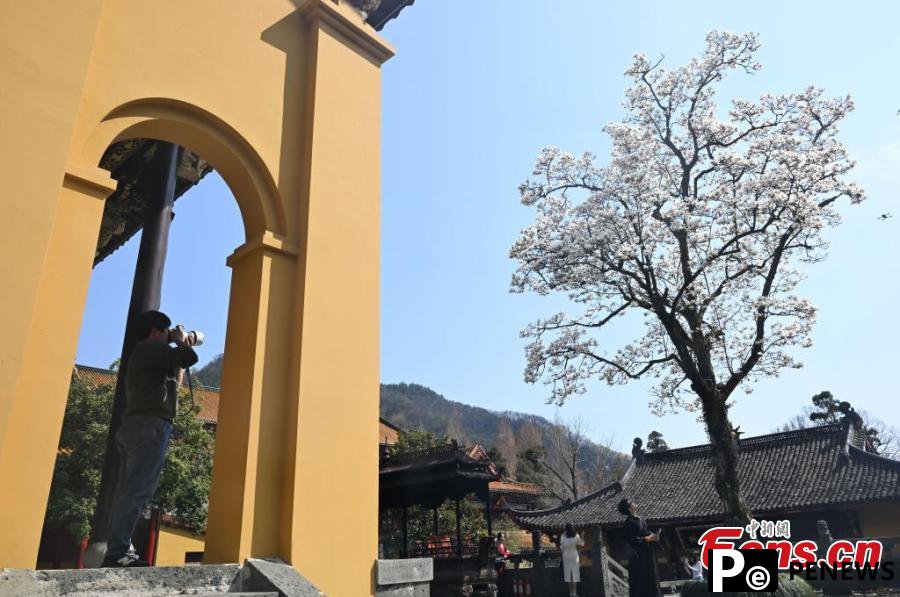 Blooming Magnolia flowers bring spring to ancient temple