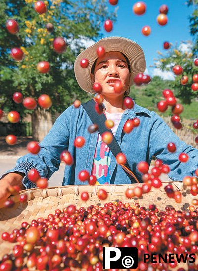 Domestic coffee beans gaining popularity in China
