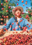 Domestic coffee beans gaining popularity in China