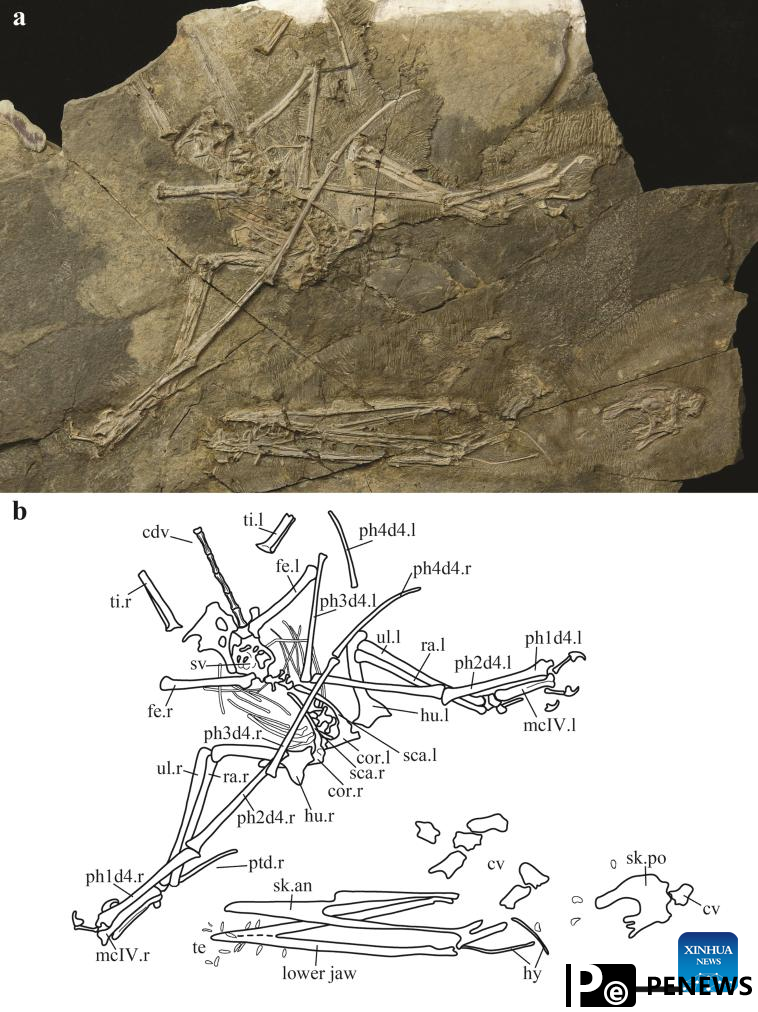 Chinese, Brazilian researchers uncover new species of pterosaur fossils in NE China