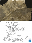 Chinese, Brazilian researchers uncover new species of pterosaur fossils in NE China