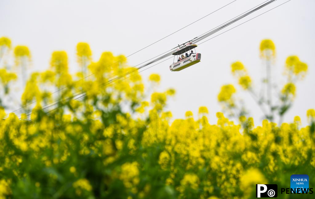 Tourists enjoy blooming rapeseed flowers at Chongkan scenic spot in Chongqing