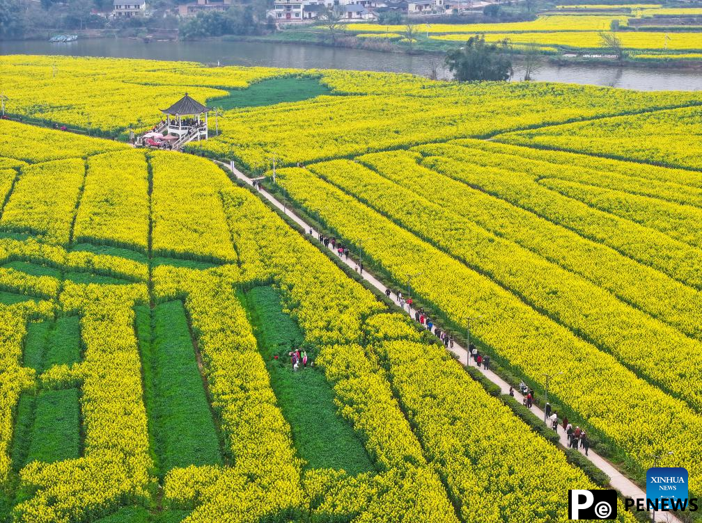 Tourists enjoy blooming rapeseed flowers at Chongkan scenic spot in Chongqing