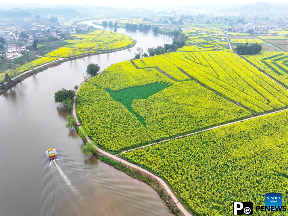 Tourists enjoy blooming rapeseed flowers at Chongkan scenic spot in Chongqing
