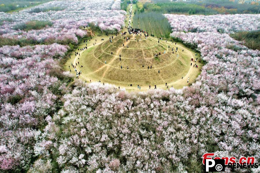 20 hectares of peach flowers in full blossom in Xi