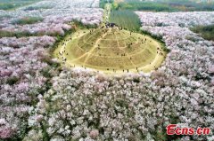 20 hectares of peach flowers in full blossom in Xi'an