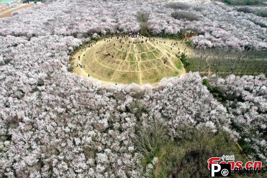 20 hectares of peach flowers in full blossom in Xi